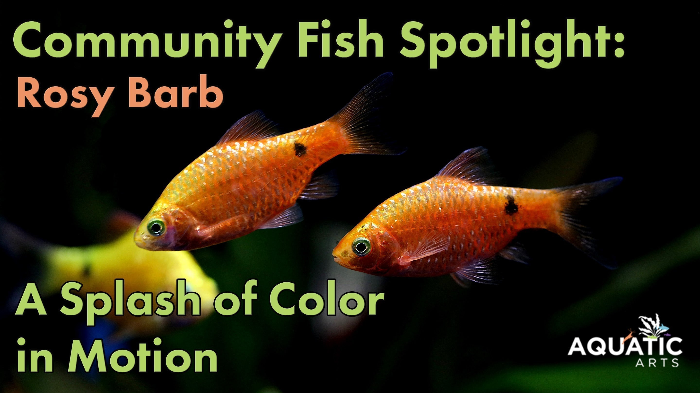 Community Fish Spotlight: Rosy Barbs