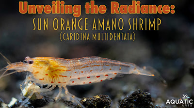 Unveiling the Radiance: Sun Orange Amano Shrimp (Caridina multidentata) - Tank Bred Elegance