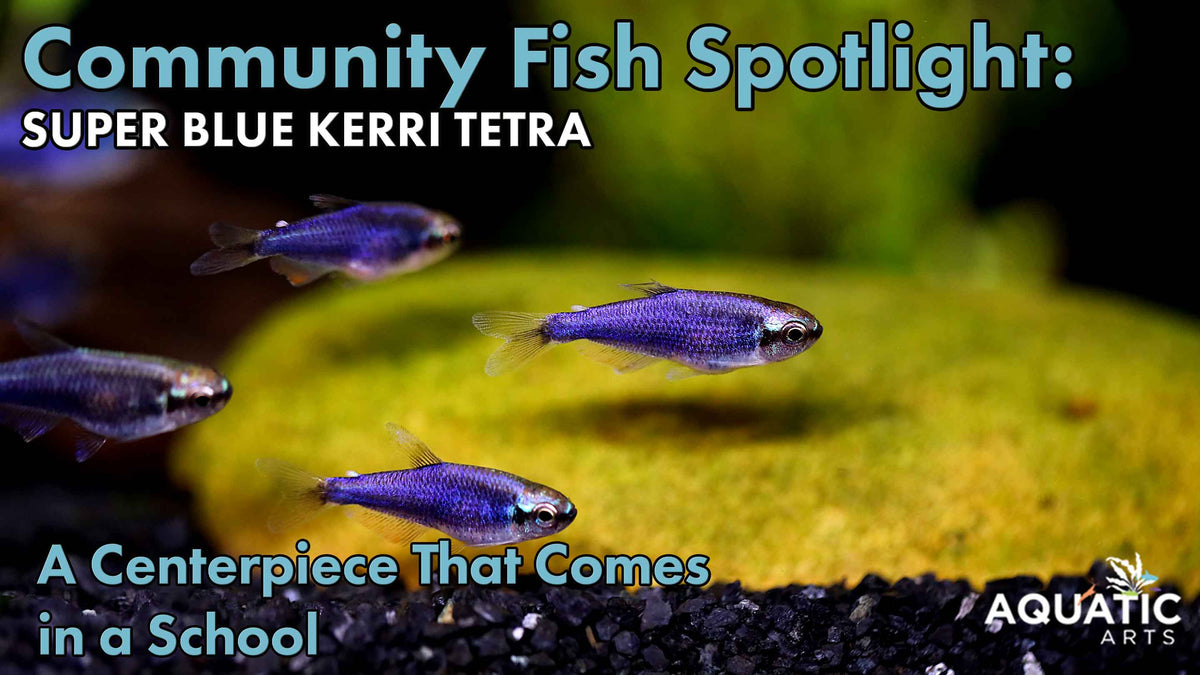 Community Fish Spotlight: Super Blue Kerri Tetras