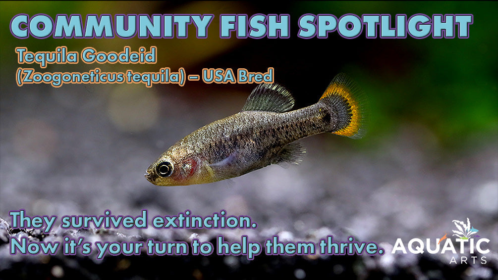 Community Fish Spotlight: Tequila Goodeid (Zoogoneticus tequila) – USA Bred