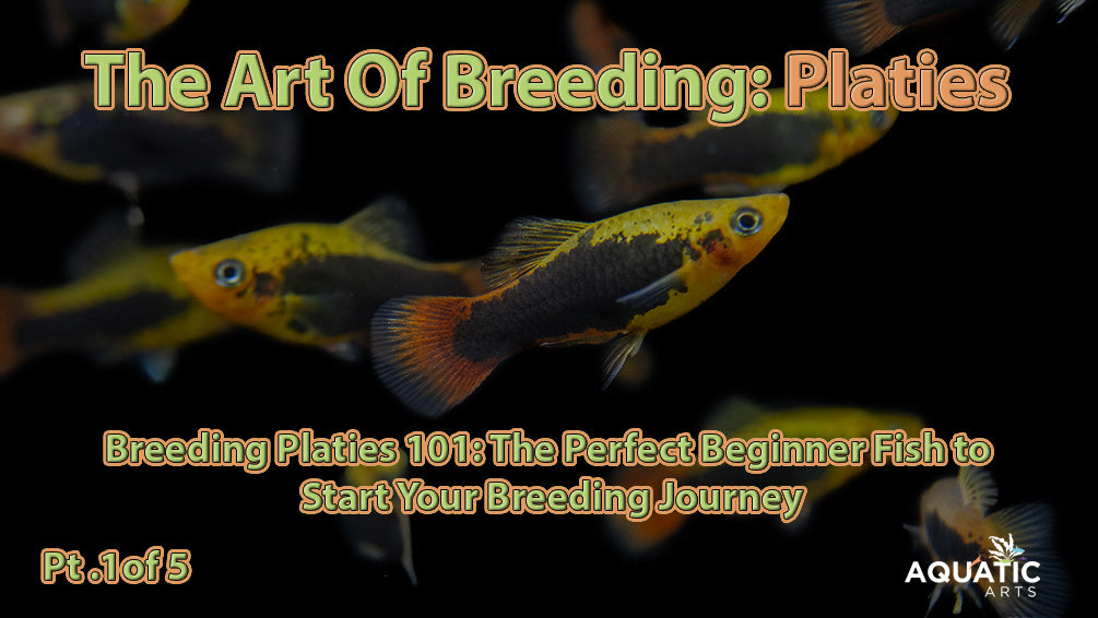 Why Platies Are a Beginner Breeder’s Dream Fish