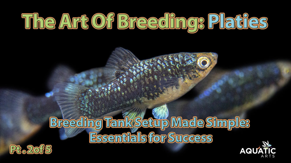 Platy Breeding Tank Setup Made Simple: Essentials for Success