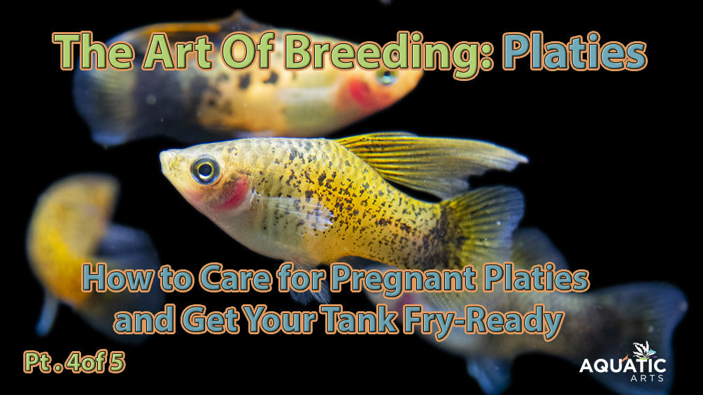 How to Care for Pregnant Platies and Get Your Tank Fry-Ready