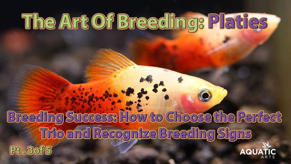 Platy Breeding Success: How to Choose the Perfect Trio and Recognize Breeding Signs