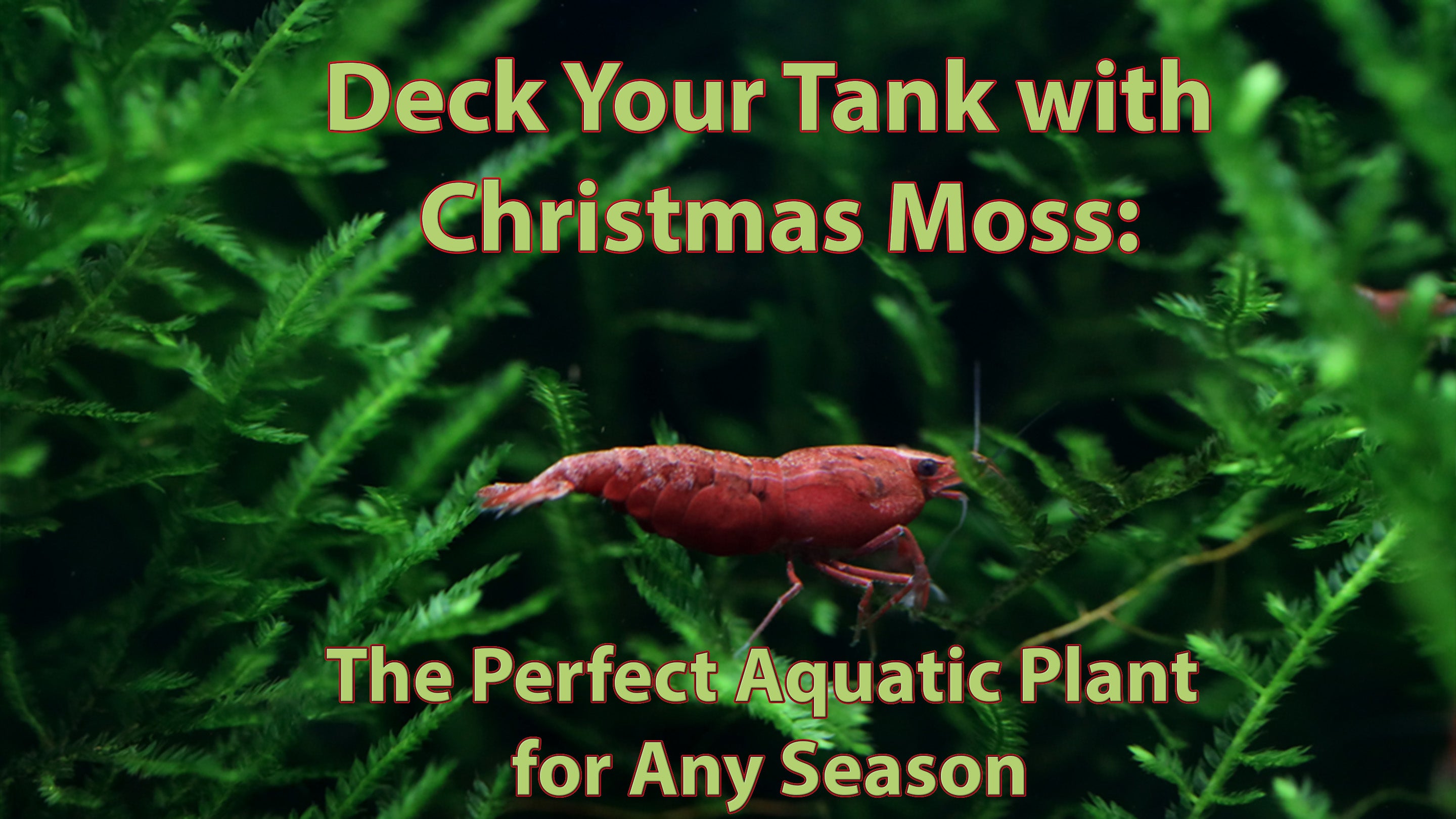 Deck Your Tank with Christmas Moss: The Perfect Aquatic Plant for Any Season