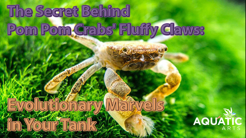 The Secret Behind Pom Pom Crabs' Fluffy Claws: Evolutionary Marvels in Your Tank