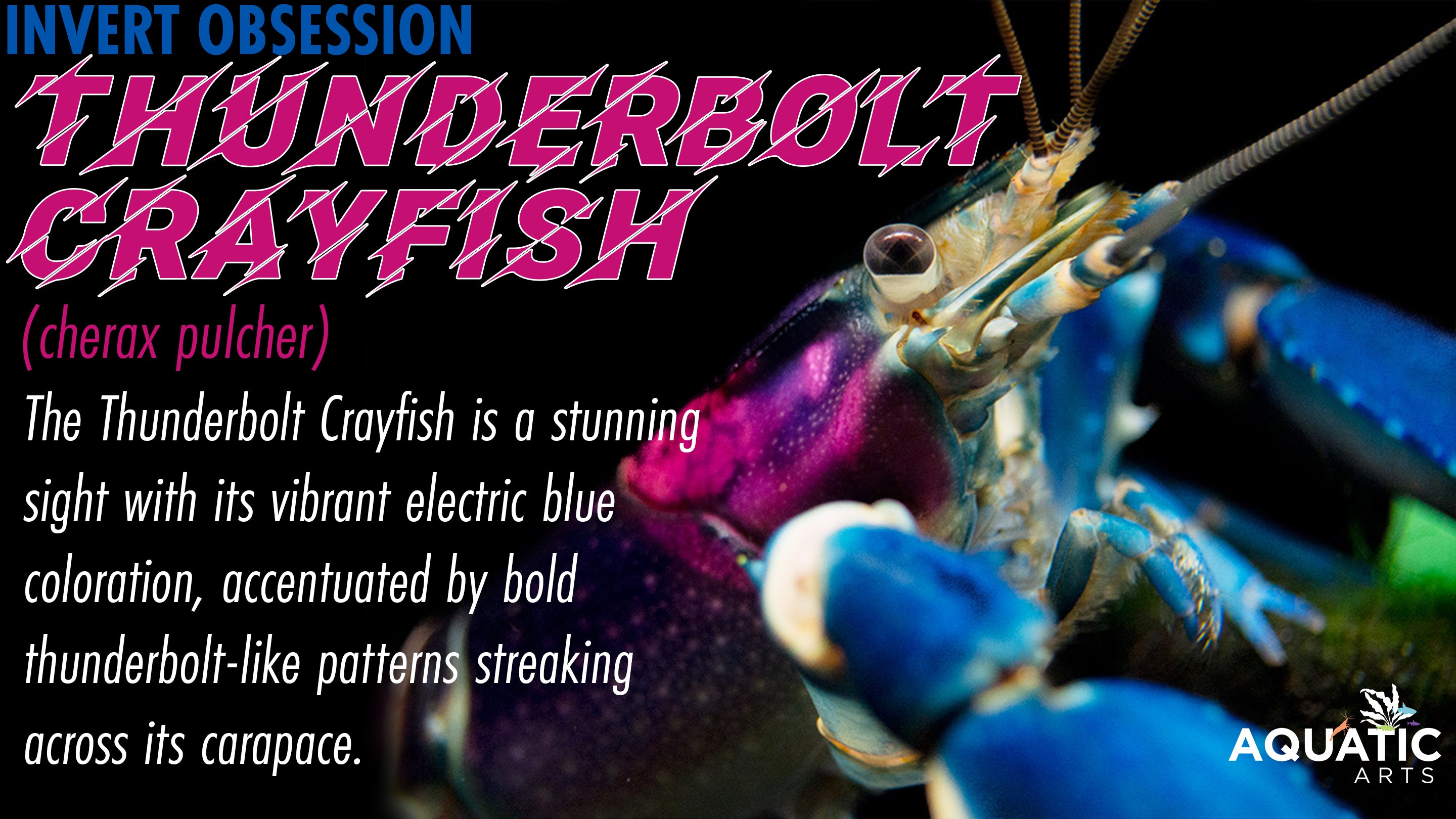 Invert Obsession: Thunderbolt Crayfish (Cherax pulcher)