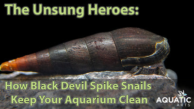 The Unsung Heroes: How Black Devil Spike Snails Keep Your Aquarium Clean