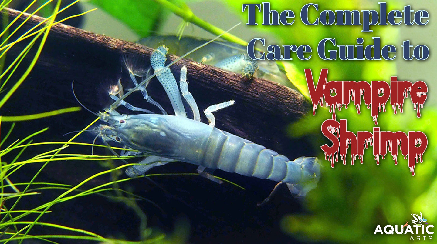 Vampire Shrimp 