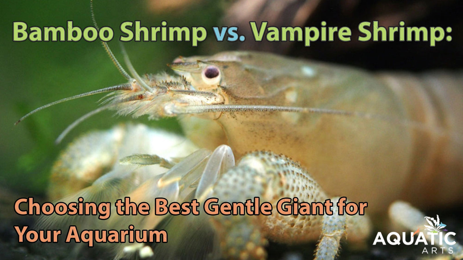 Bamboo Shrimp vs. Vampire Shrimp: Choosing the Best Gentle Giant for Your Aquarium