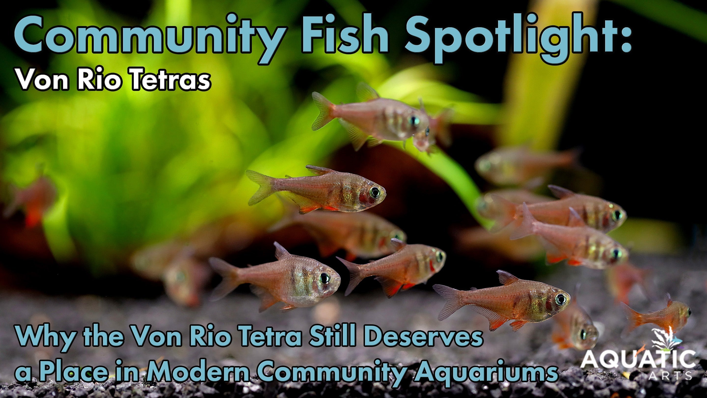 Community Fish Spotlight: Von Rio Tetra (Hyphessobrycon flammeus)