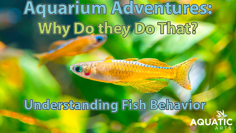 Aquarium Adventures Unveiled: Why Do They Do That? Understanding Fish Behavior