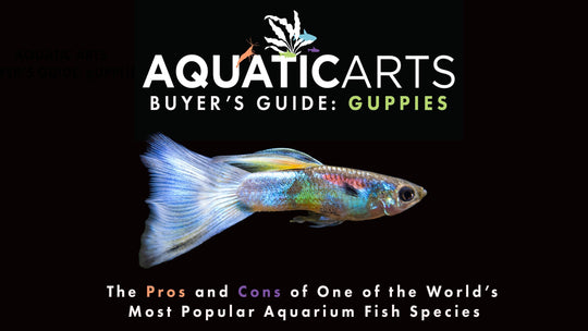 Aquatic Arts Buyer's Guide: Guppies