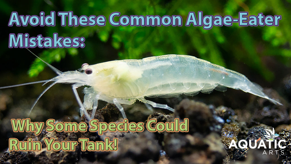 Avoid These Common Algae-Eater Mistakes: Why Some Species Could Ruin Your Tank!