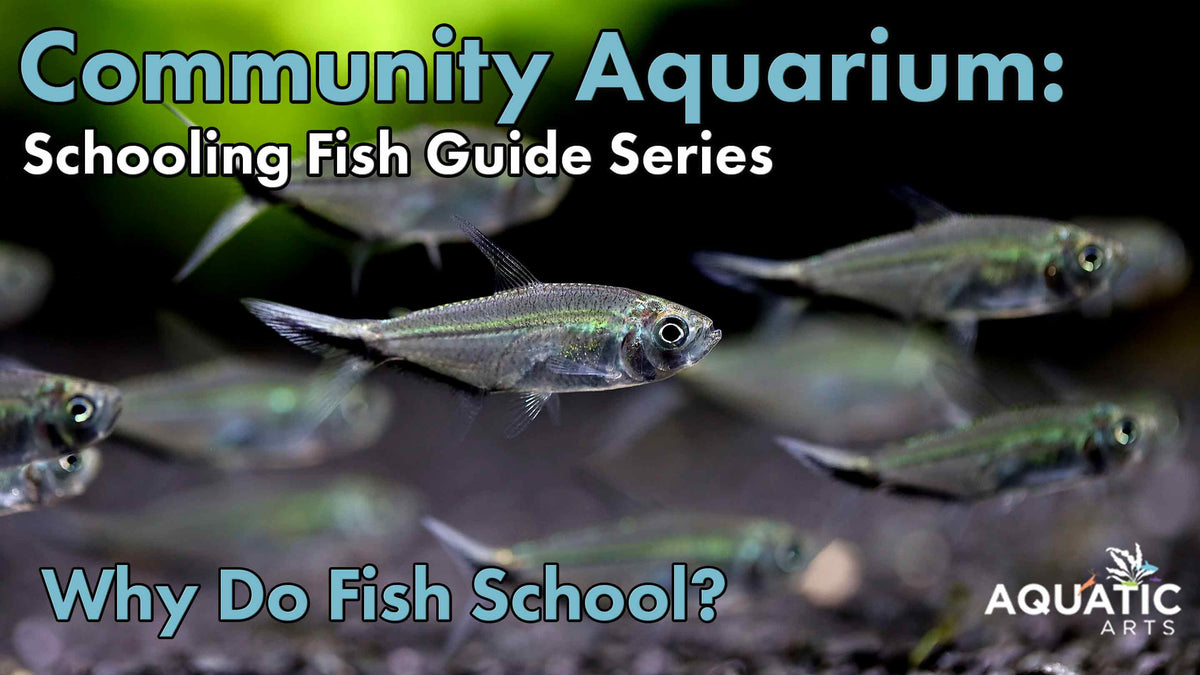 Community Aquarium: Schooling Fish Guide Series: Why Do Fish School?
