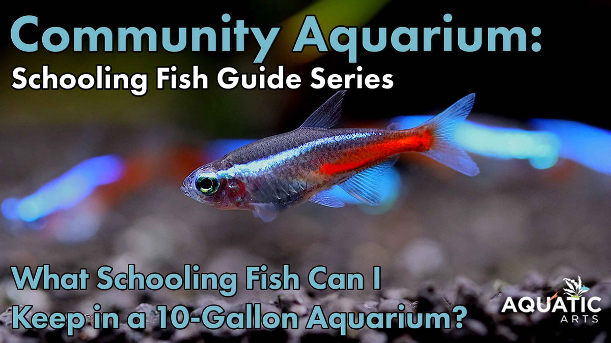 Community Aquarium: Schooling Fish Guide Series: What Schooling Fish Can I Keep in a 10-Gallon Aquarium?