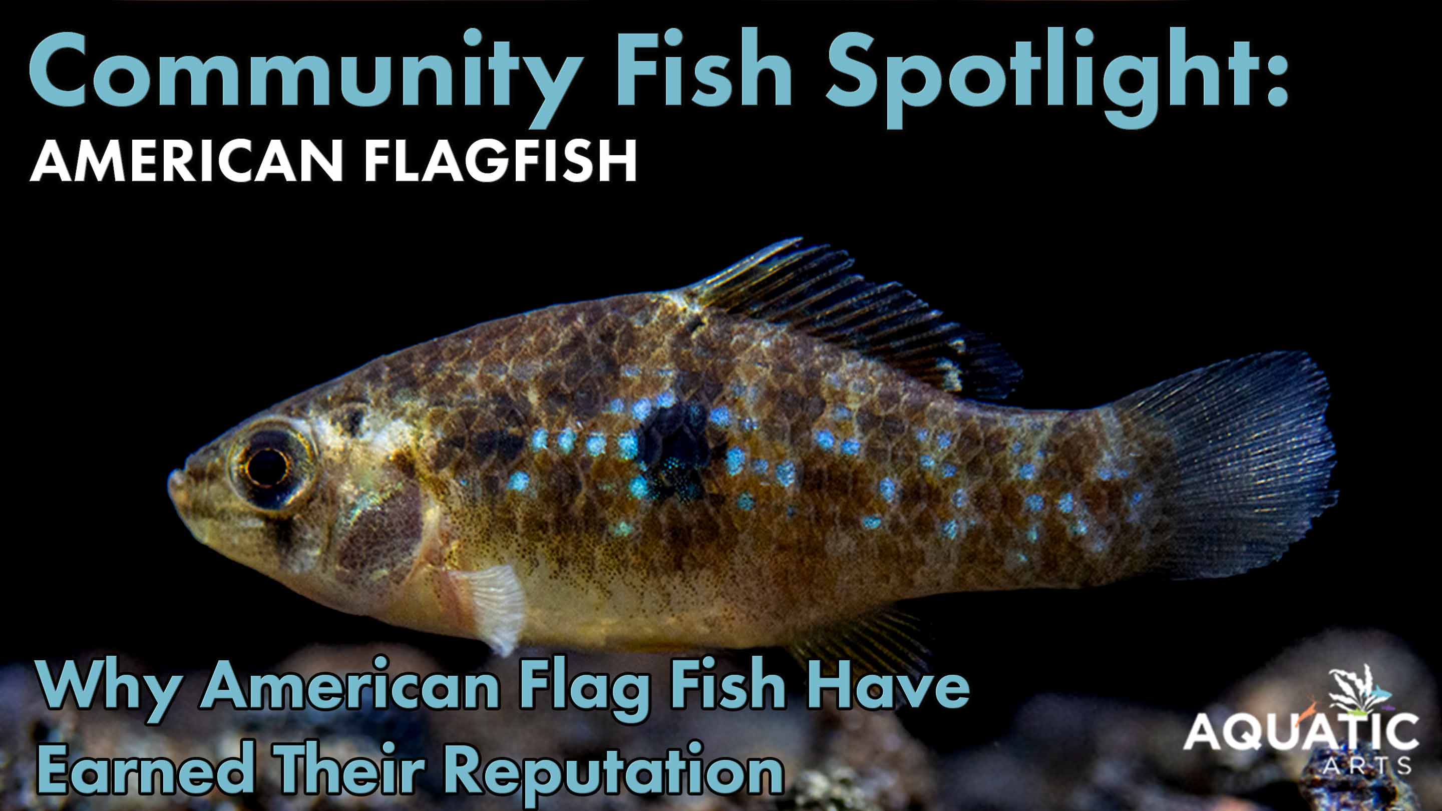 Community Fish Spotlight: American Flag Fish