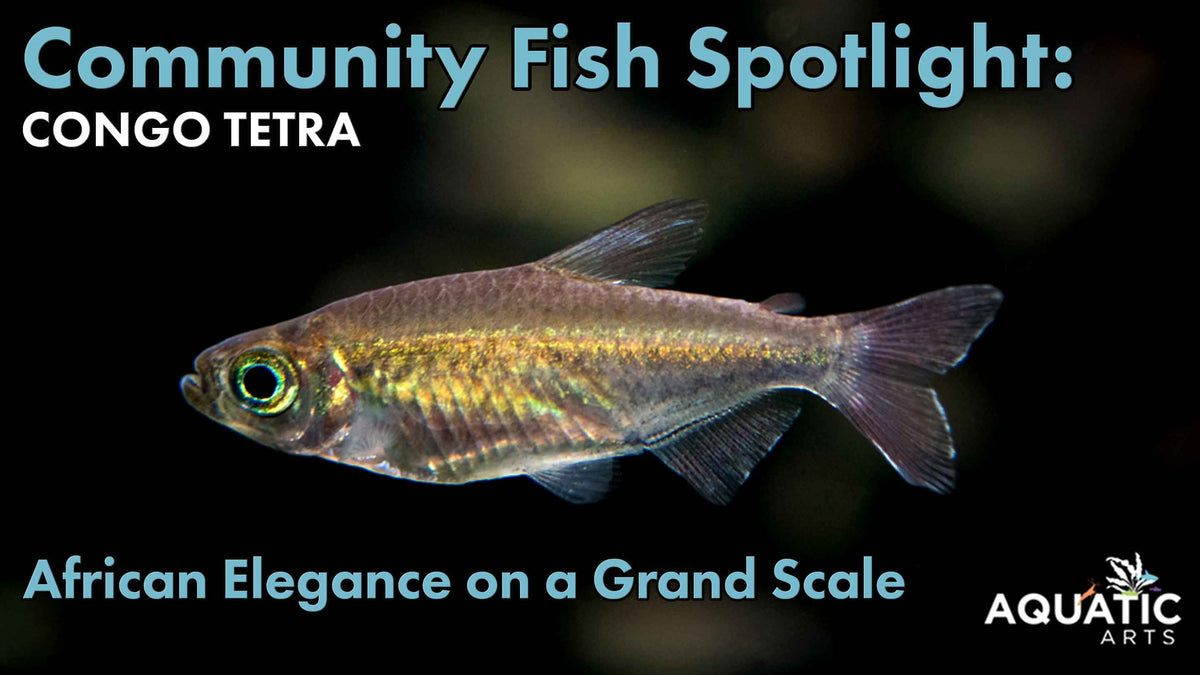Community Fish Spotlight: Congo Tetra (Phenacogrammus interruptus ...