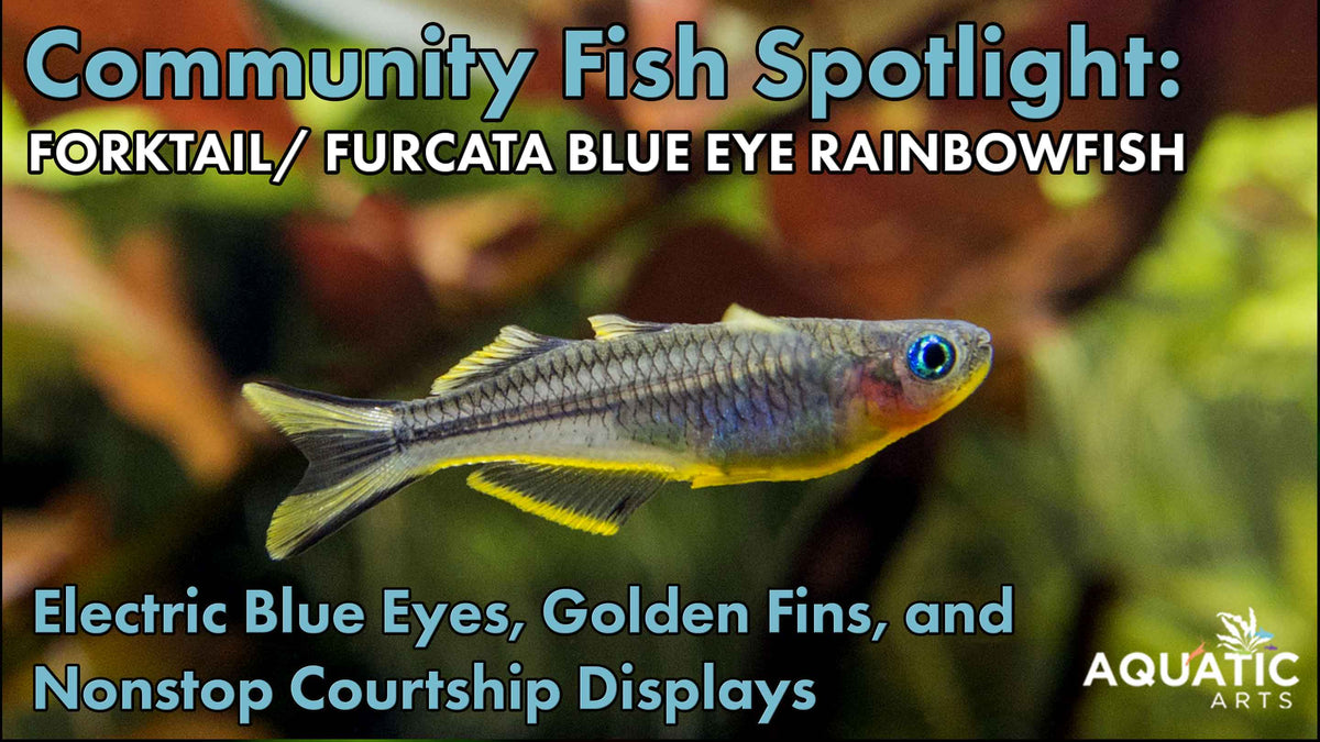 Community Fish Spotlight: Forktail Blue Eye Rainbowfish (Pseudomugil f ...