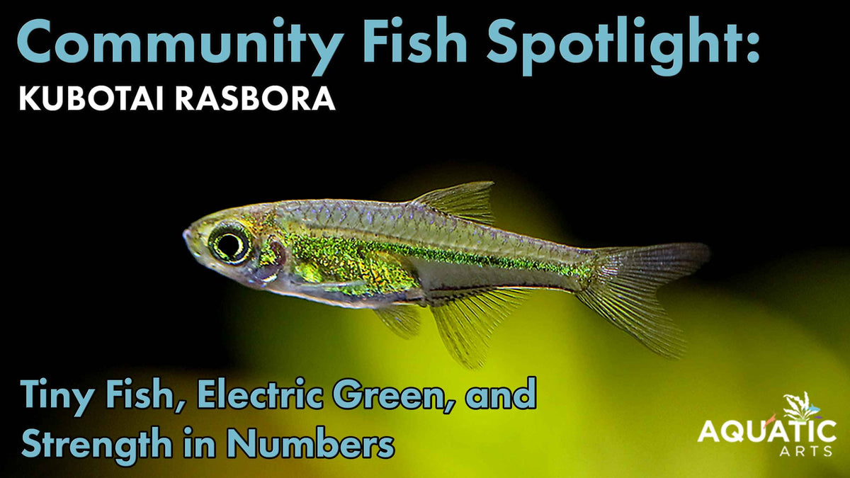 Community Fish Spotlight: Kubotai Rasbora (Microdevario kubotai)