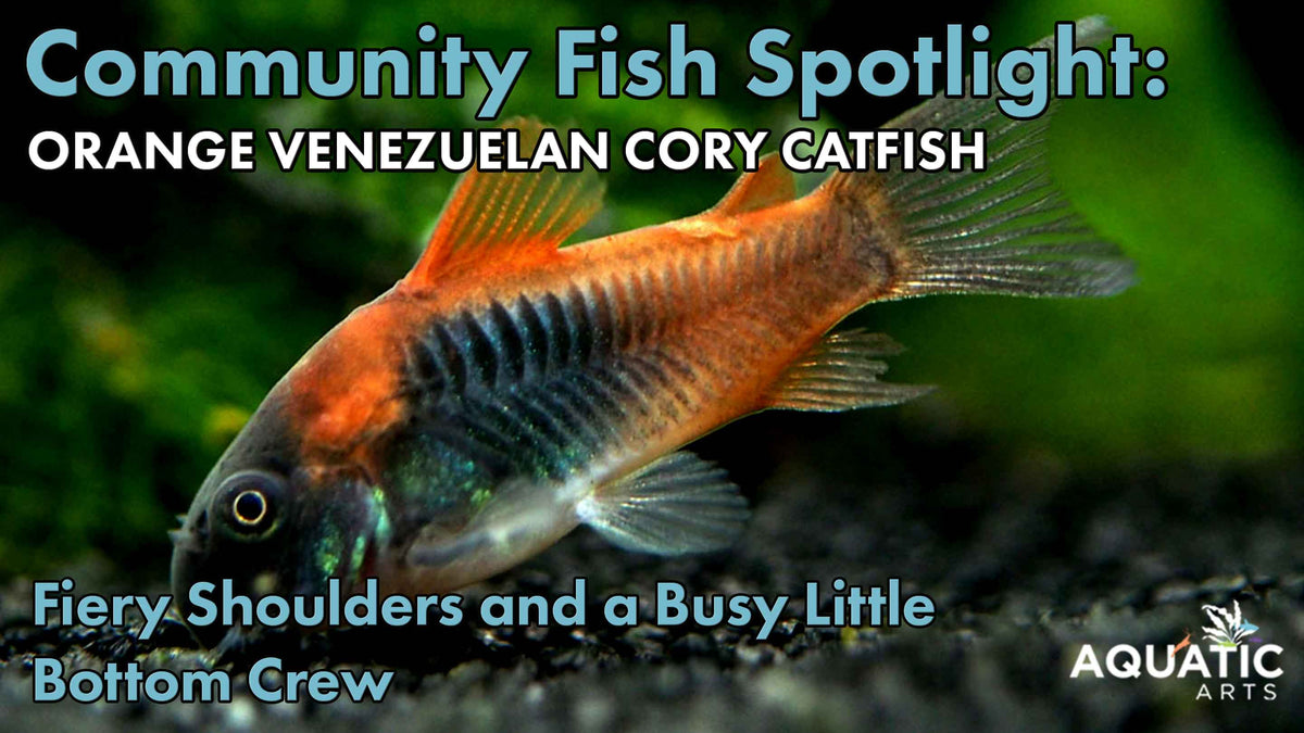 Community Fish Spotlight: Orange Venezuelan Cory Catfish