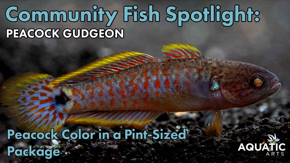 Community Fish Spotlight: Peacock Gudgeon (Tateurndina ocellicauda)