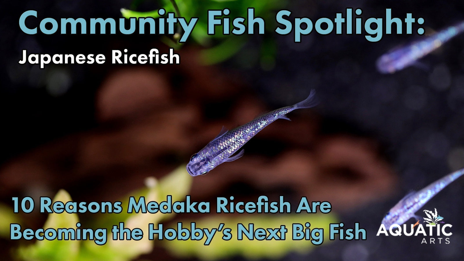 Community Fish Spotlight: 10 Reasons Medaka Ricefish Are Becoming the Hobby’s Next Big Fish