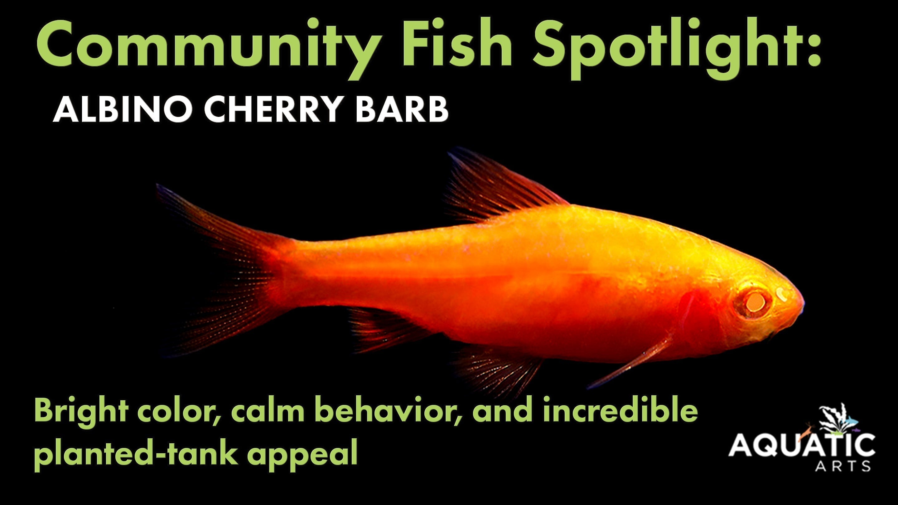 Community Fish Spotlight: Albino Cherry Barb (Puntius titteya)