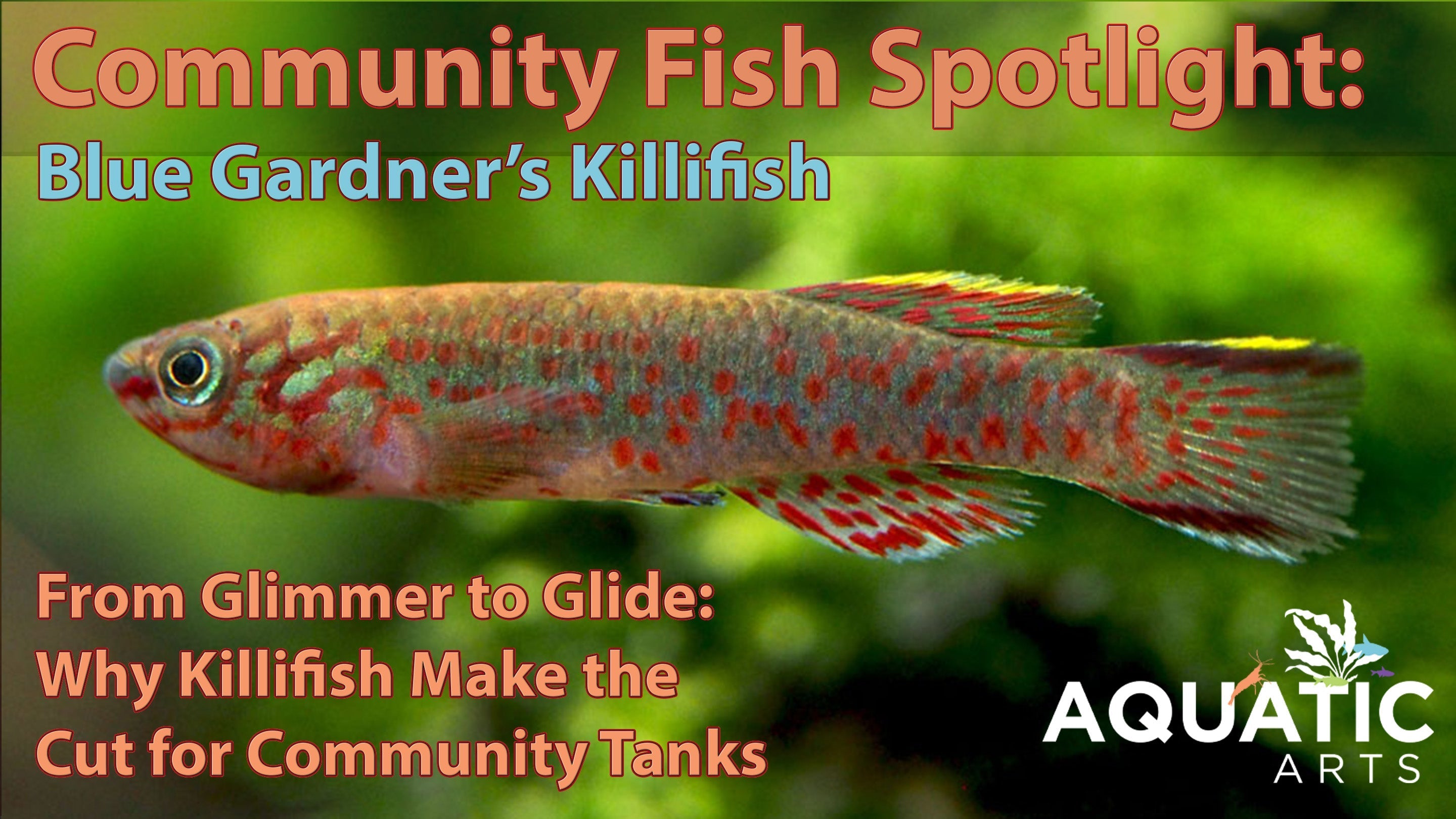 Community Fish Spotlight: Blue Gardner’s Killifish (Fundulopanchax gardneri)