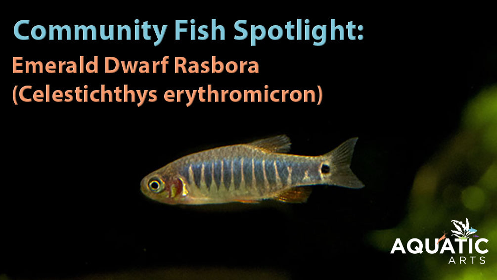 Community Fish Spotlight: Emerald Dwarf Rasbora – Aquatic Arts