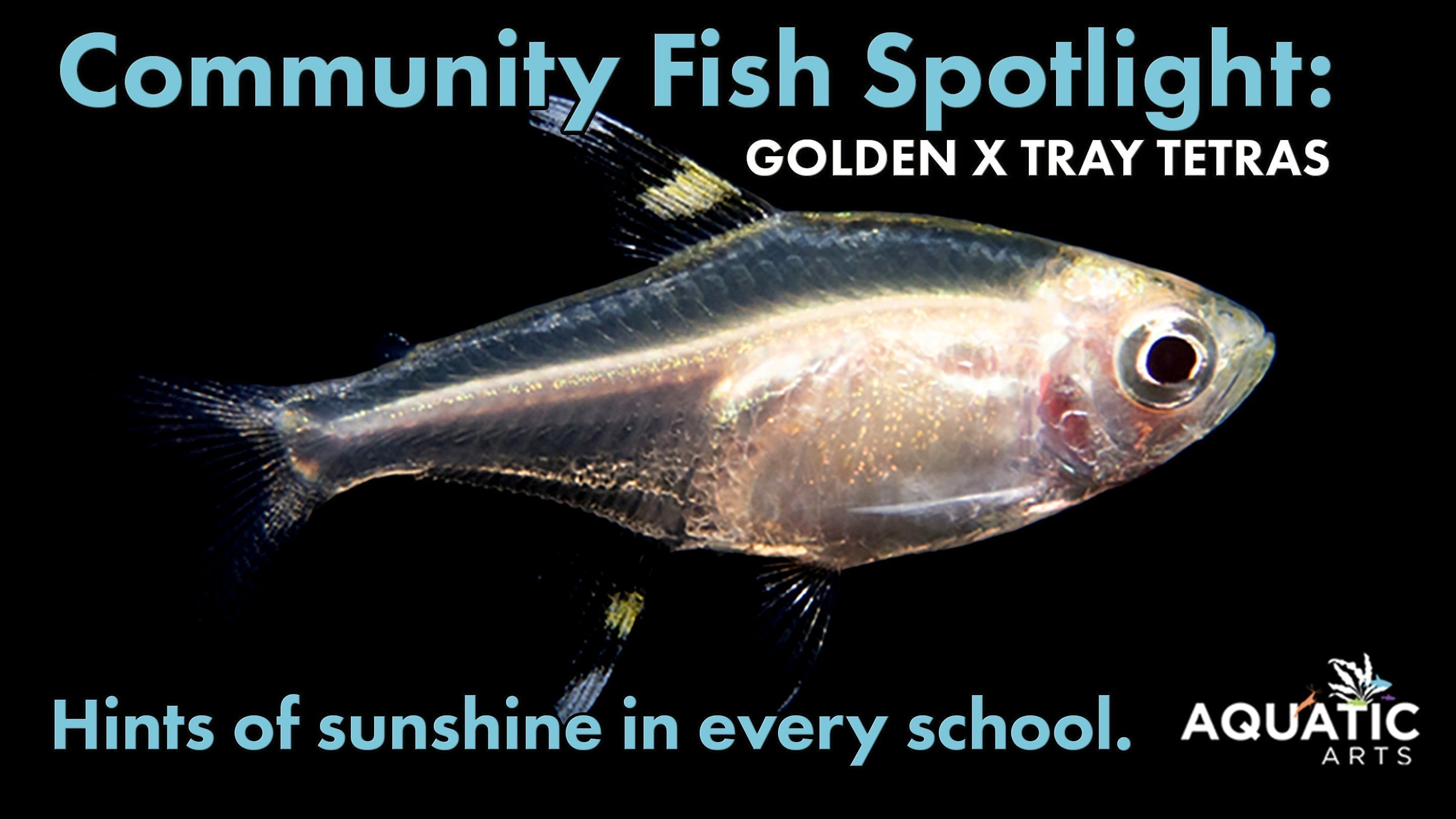 Community Fish Spotlight: Golden X-Ray Tetra (Pristella maxillaris)