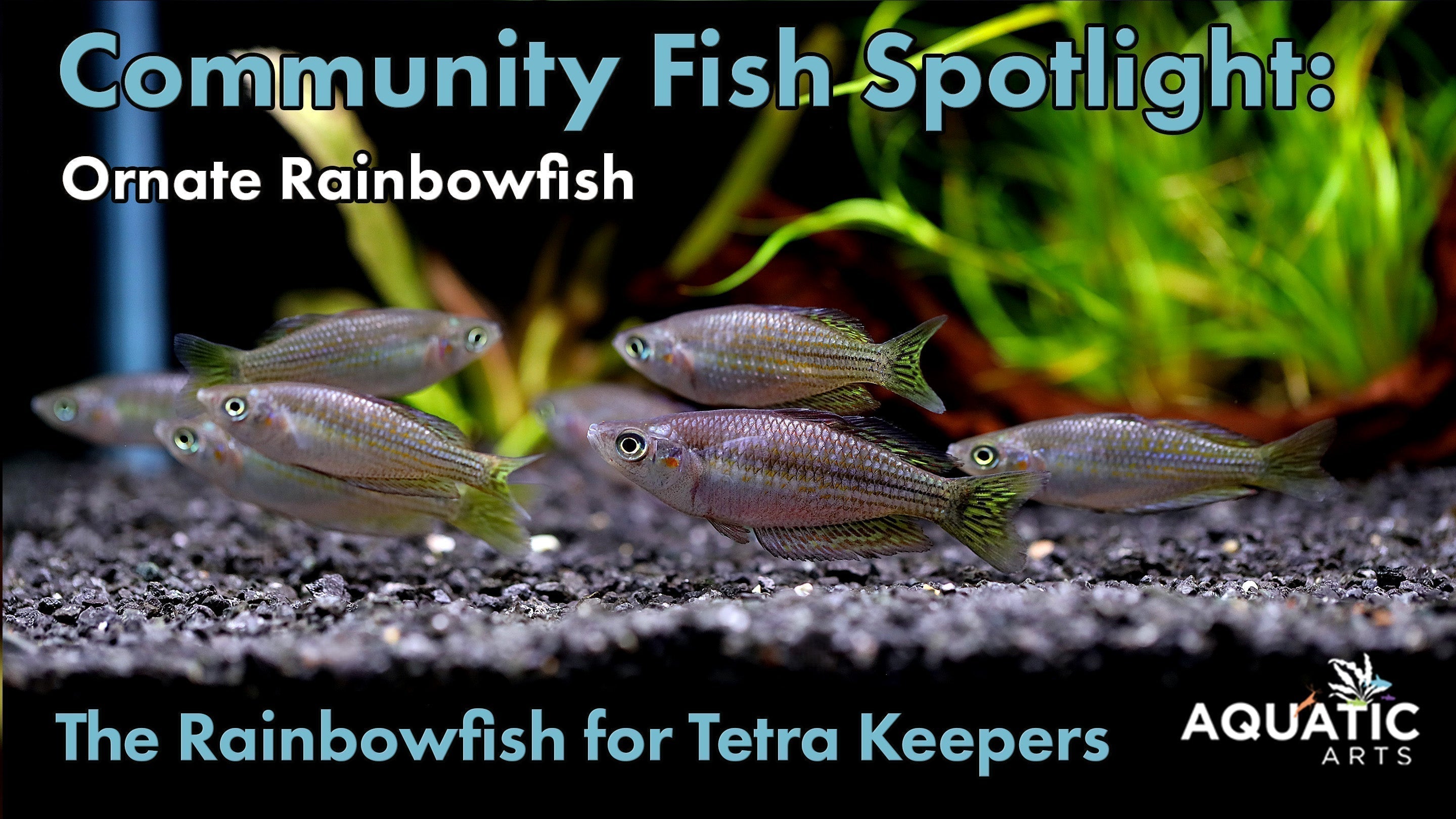 Community Fish Spotlight: Ornate Rainbowfish