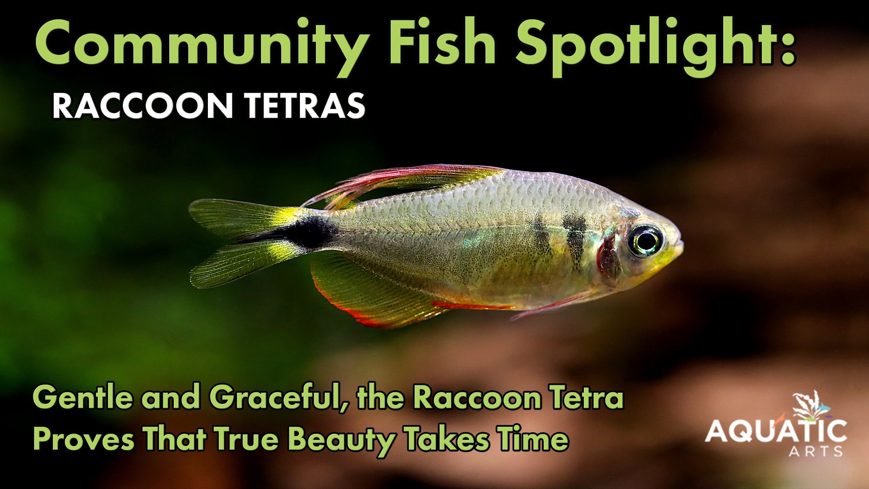 Community Fish Spotlight: Raccoon Tetra (Hyphessobrycon racovitzai)