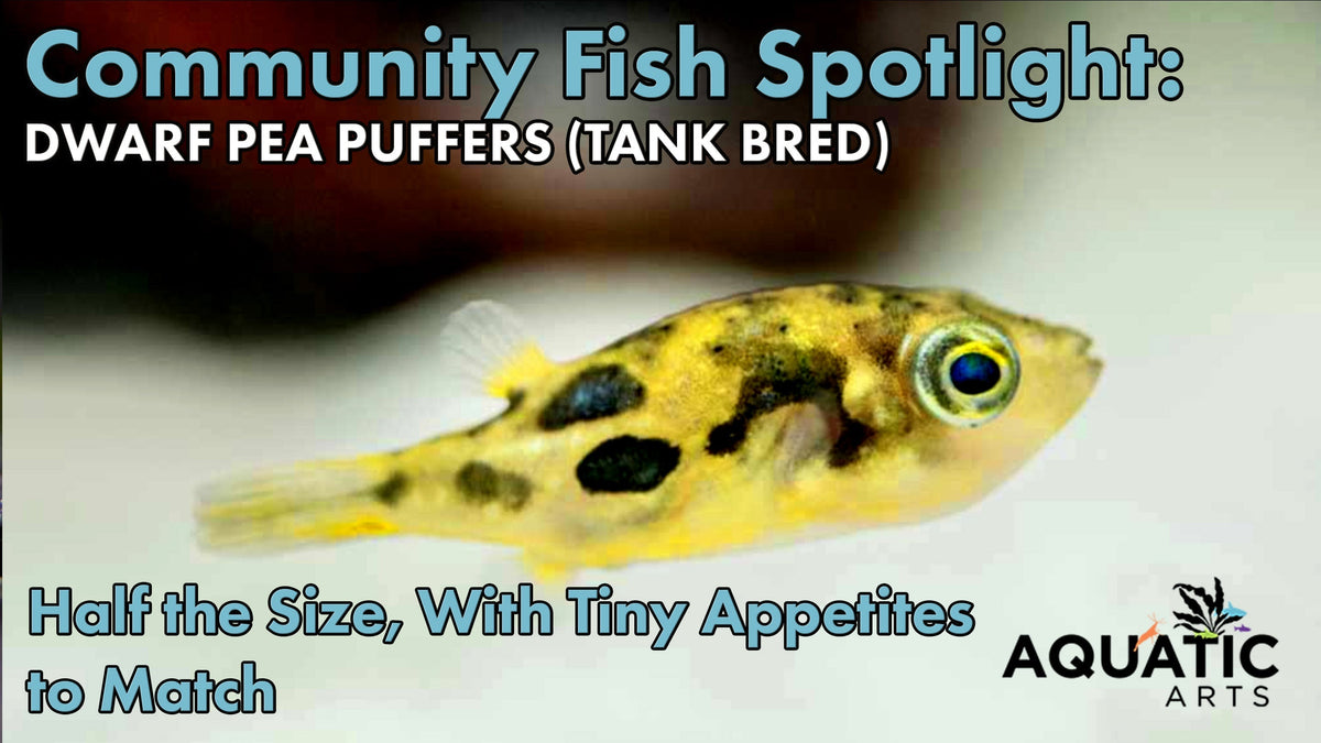 Community Fish Spotlight: Tank Bred Pea Puffers