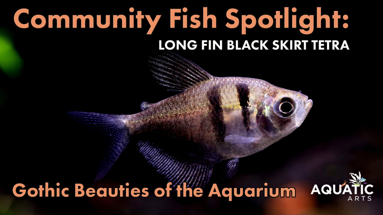 Community Fish Spotlight: Long Fin Black Skirt Tetra