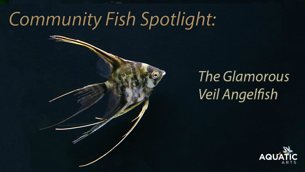 Community Spotlight: The Glamorous Veil Angelfish