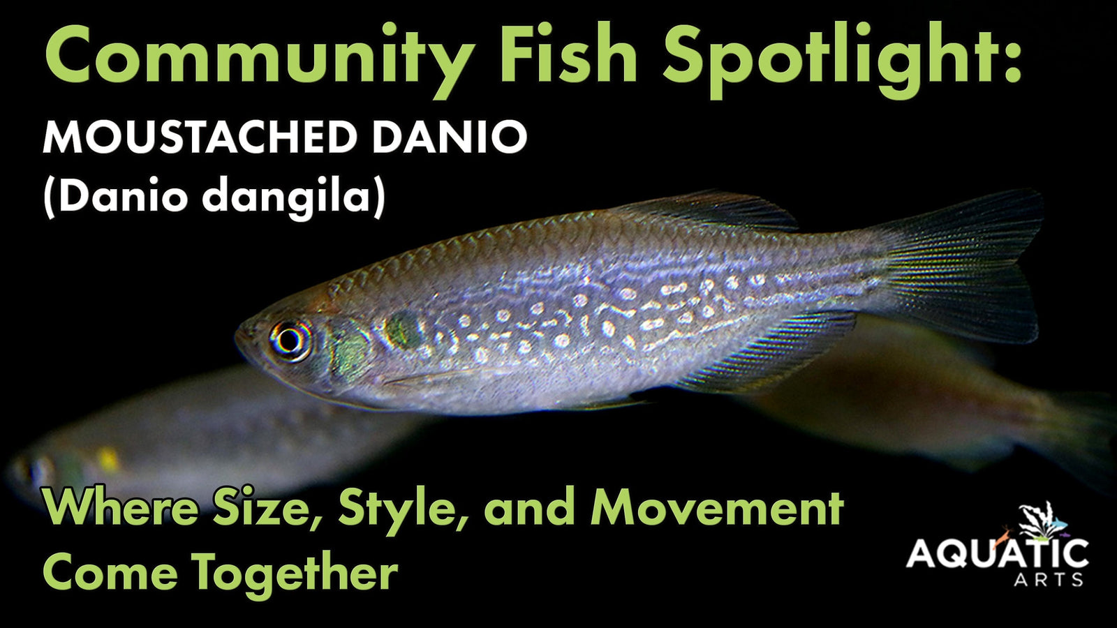 Community Fish Spotlight: Moustached Danio (Devario dangila) β Aquatic Arts