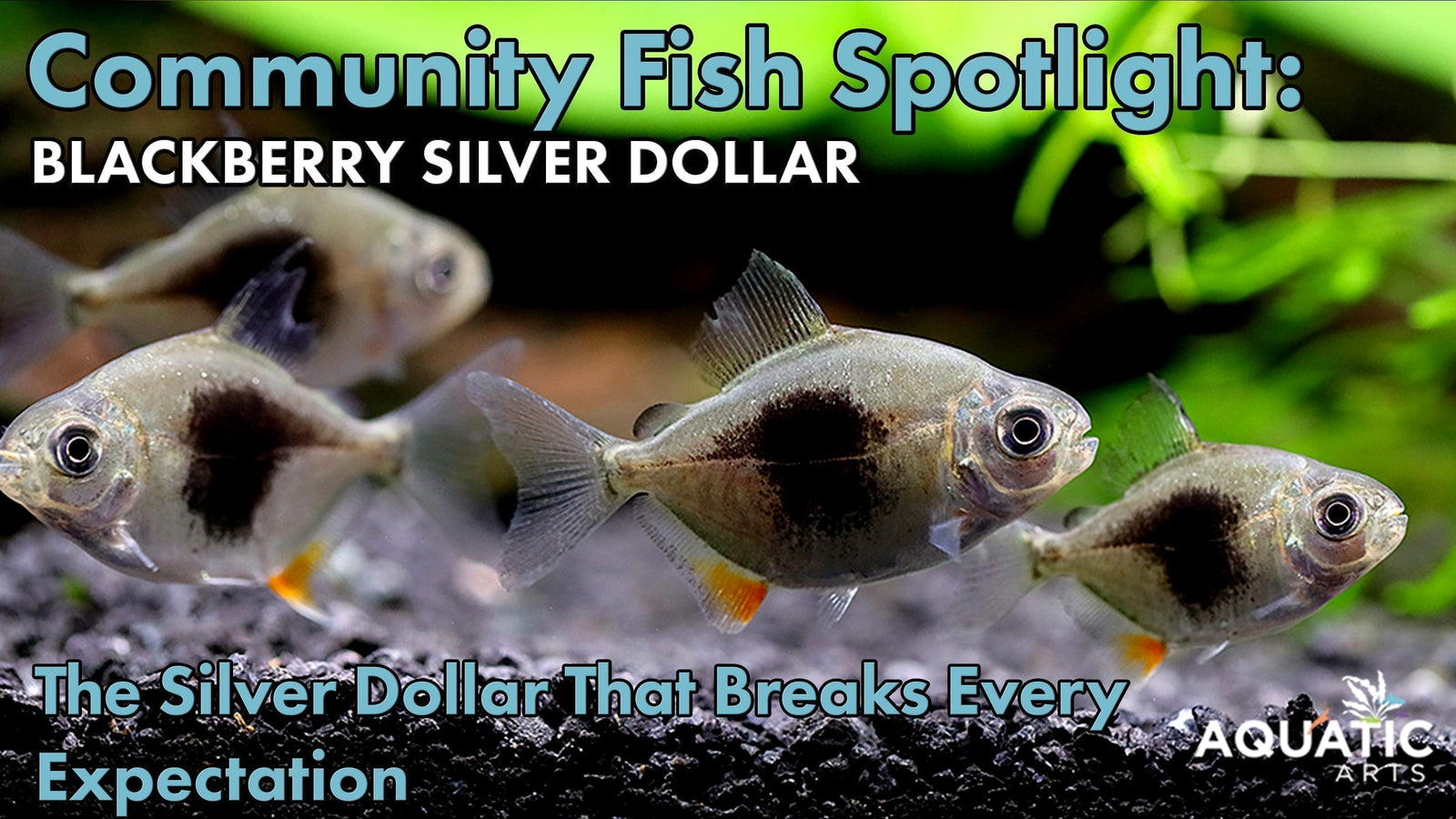 Community Fish Spotlight: The Silver Dollar That Breaks Every Expectation