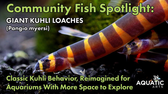 Community Fish Spotlight: Giant Kuhli Loach (Pangio myersi)