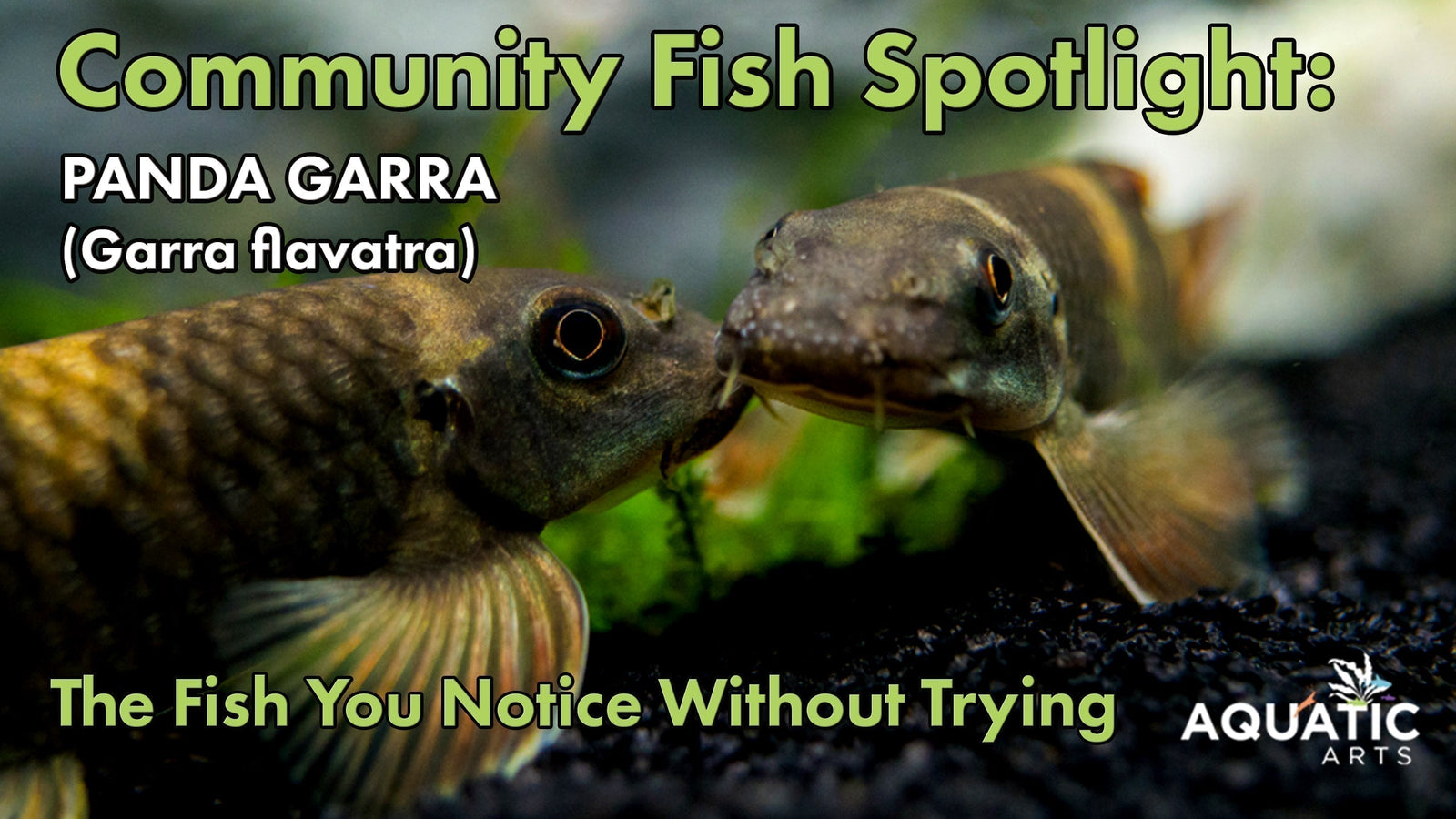 Community Fish Spotlight: Panda Garra