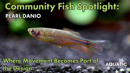 Community Fish Spotlight: Pearl Danio (Danio albolineatus)