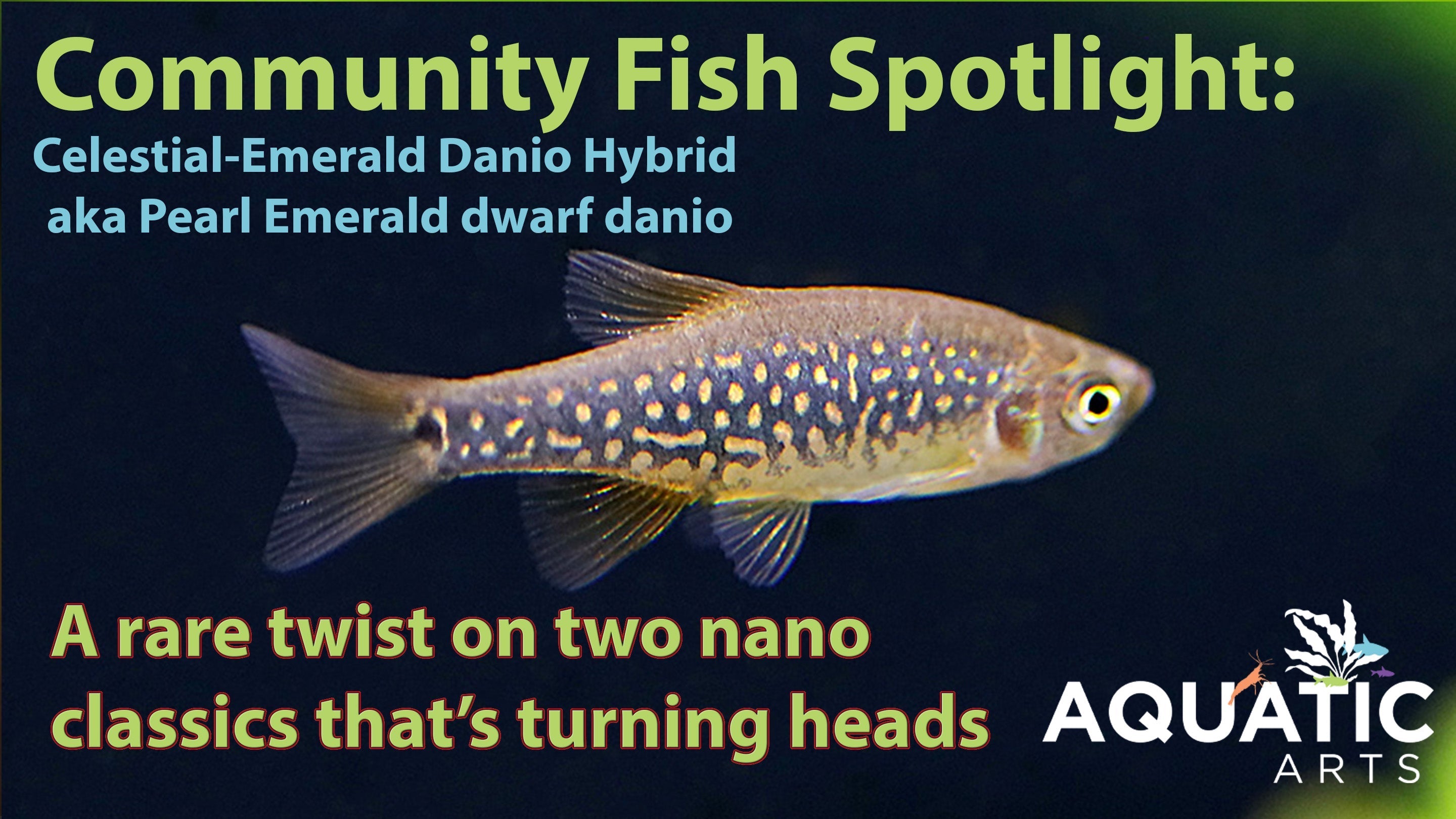 Community Fish Spotlight: Celestial-Emerald Danio Hybrid aka Pearl Emerald dwarf danio