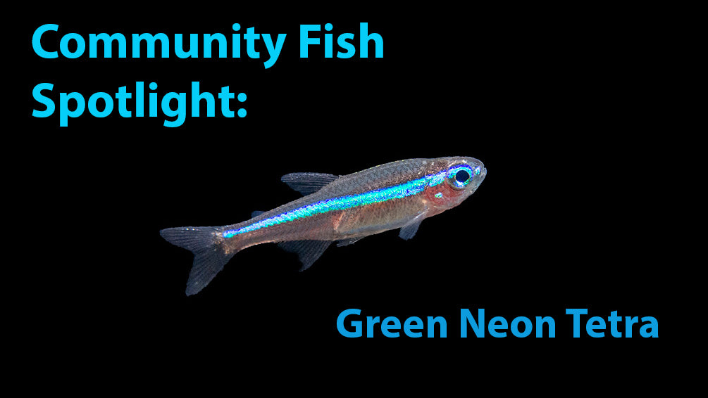 Community Fish Spotlight: Green Neon Tetra - Tank Bred