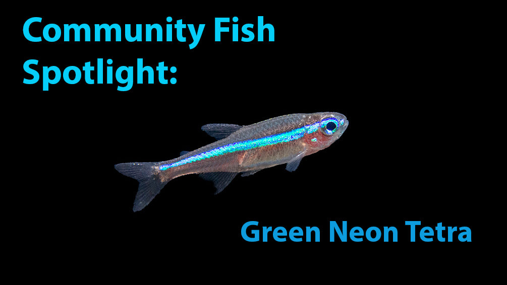 Community Fish Spotlight: Green Neon Tetra - Tank Bred – Aquatic Arts