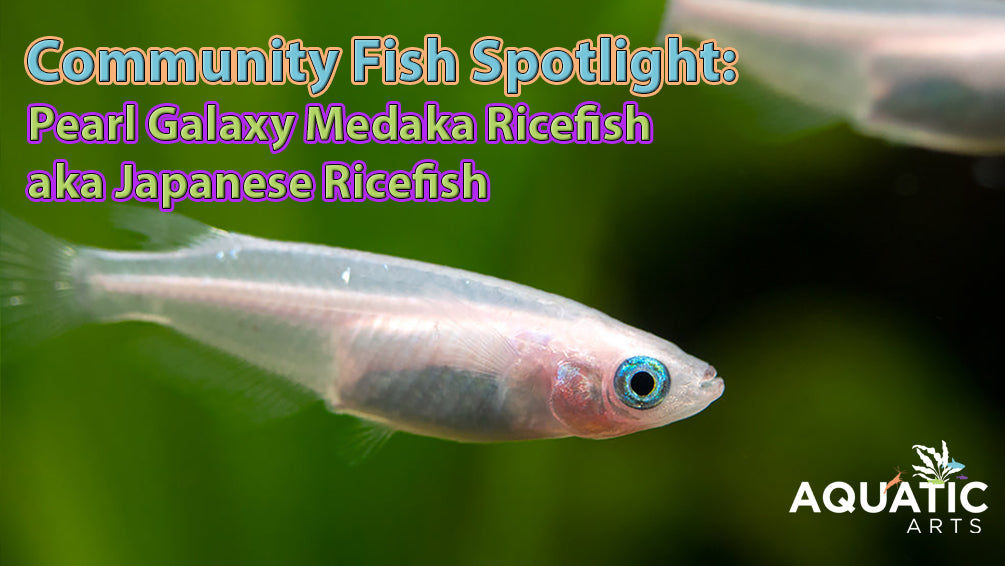 Community Fish Spotlight: Pearl Galaxy Medaka Ricefish aka Japanese Ricefish (Oryzias latipes "Pearl Galaxy") - Tank-Bred!