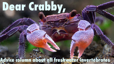 Dear Crabby: The Advice column for Lovers of Freshwater Invertebrates