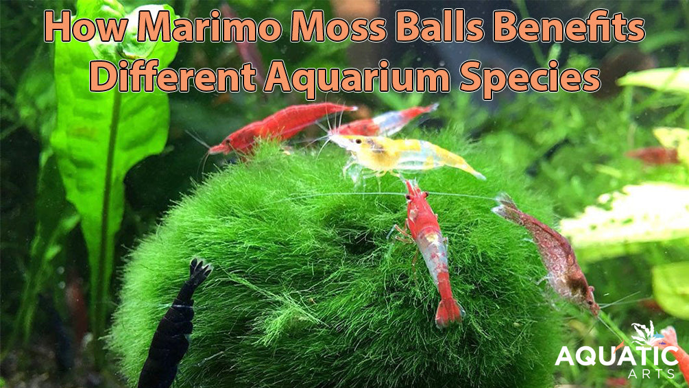 How Marimo Moss Balls Benefit Different Aquarium Species