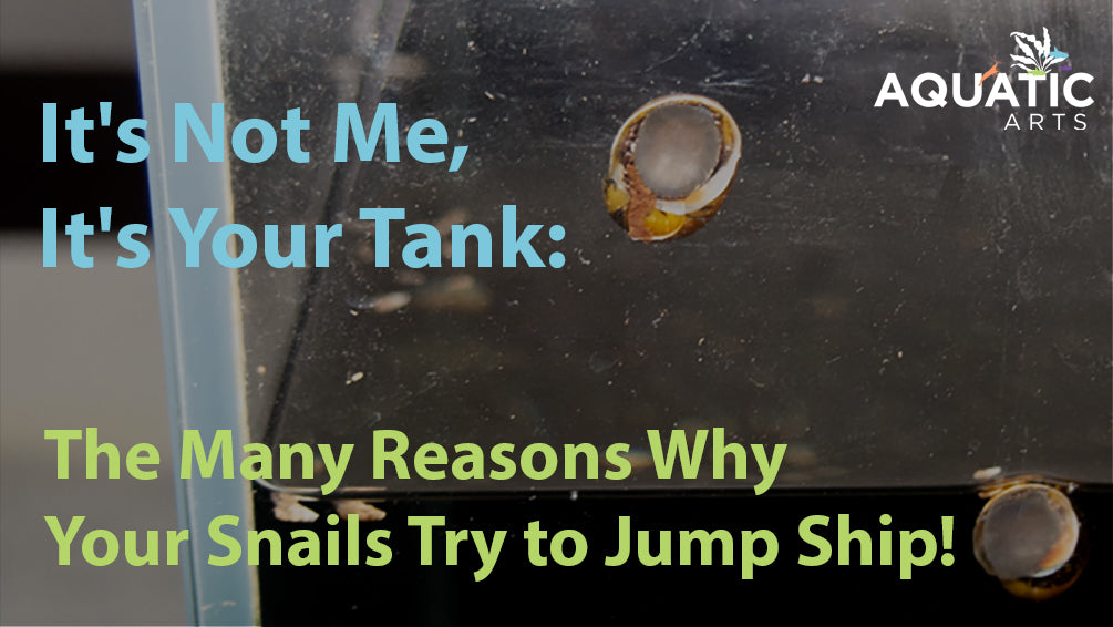 It's Not Me, It's Your Tank: The Many Reasons Why Your Snails Try to Jump Ship