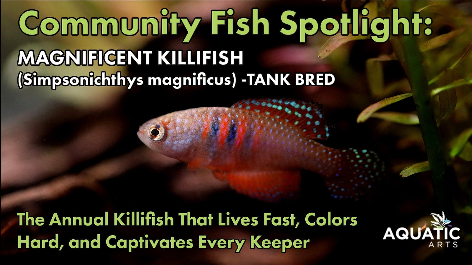 Community Fish Spotlight: Magnificent Killifish (Simpsonichthys magnificus)