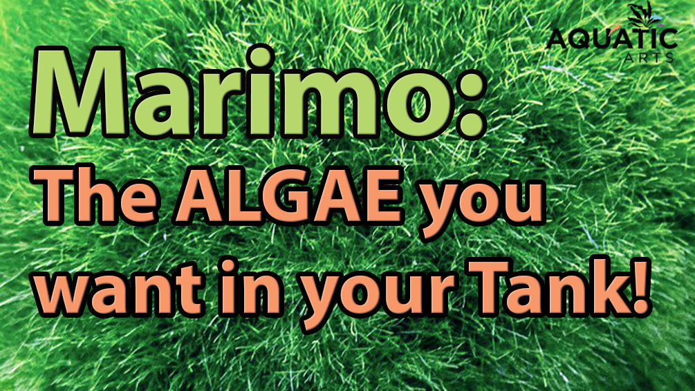 Marimo: The Algae You Want in Your Tank – Aquatic Arts